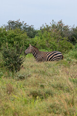 Zebra (equus) posilająca się na sawannie, Park Narodowy Tsavo i rezerwat wzgórz Taita, Kenia © Kamil_k2p