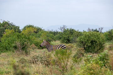 Zebra (equus) posilająca się na sawannie, Park Narodowy Tsavo i rezerwat wzg&oacute;rz Taita, Kenia