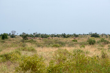Zebra (equus), spokojne stado posilające się na sawannie, Park Narodowy Tsavo i rezerwat wzgórz Taita, Kenia © Kamil_k2p