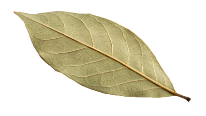 Single bay leaf isolated on transparent background