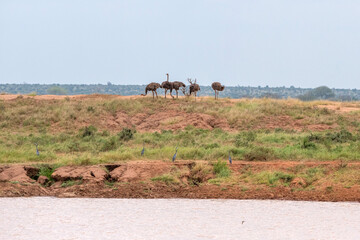 Struś północnoafrykański, struś czerwonoszyi (Struthio camelus) stado samic na sawannie, Park Narodowy Tsavo i rezerwat wzgórz Taita, Kenia - obrazy, fototapety, plakaty