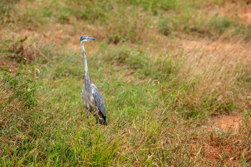 Czapla czarnogłowa (Ardea cinerea) na sawannie, Park Narodowy Tsavo i rezerwat wzgórz Taita, Kenia, Afryka © Kamil_k2p