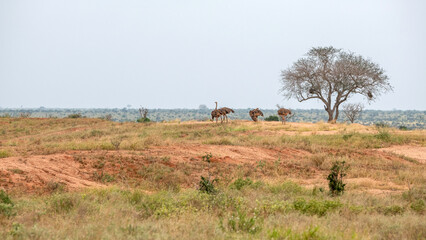 Struś północnoafrykański, struś czerwonoszyi (Struthio camelus) stado samic na sawannie, Park Narodowy Tsavo i rezerwat wzgórz Taita, Kenia © Kamil_k2p