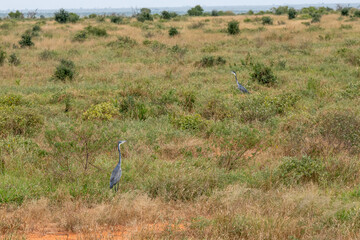 Czapla czarnogłowa (Ardea cinerea) dwa duże ptaki szukające się wśród krzewów się na sawannie, Park Narodowy Tsavo i rezerwat wzgórz Taita, Kenia, Afryka © Kamil_k2p