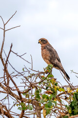 Sokół wędrowny (Falco peregrinus), Park Narodowy Tsavo i rezerwat wzgórz Taita, Kenia © Kamil_k2p