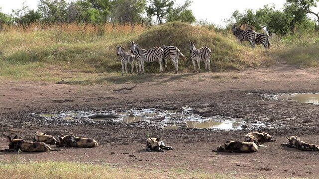 A pack of African wild dogs sleeping next to a muddy pan with zebra watching them. Kruger Park, South Africa.