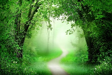 Obraz premium Foggy Forest Path: A narrow, winding path through a dense, fog-laden forest, with tall trees on both sides 