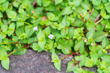 小さな紫の花と緑の葉