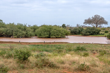 Czapla czarnogłowa (Ardea cinerea), ptaki żerujące nad brzegiem małego zbiornika wodnego na sawannie, Park Narodowy Tsavo i rezerwat wzgórz Taita, Kenia © Kamil_k2p