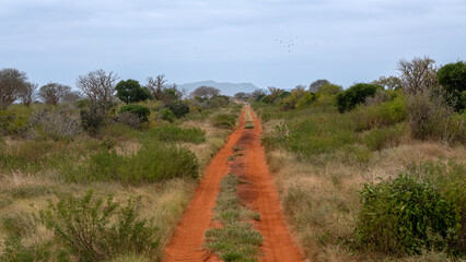 czerwona, gruntowa droga biegnąca przez zielonroślmnnosć porastająca sawannę. Park Narodowy Tsavo i rezerwat wzgórz Taita, Kenia, Afryka