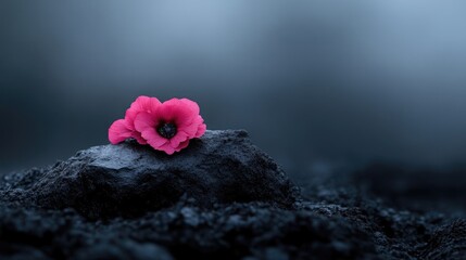 Single pink flower on dark rock