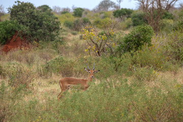  Impala - Aepyceros melampus, mała, szybka antylopa z afrykańskiej sawanny, samotna samica, Park Narodowy Tsavo i rezerwat wzgórz Taita, Kenia, Afryka © Kamil_k2p