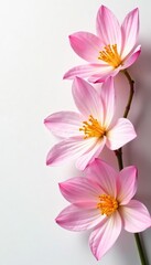 Obraz premium Delicate flower petals unfolding on white background, flowers, white