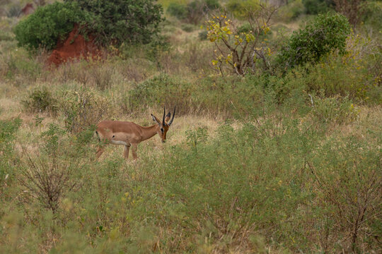 Fototapeta  Impala - Aepyceros melampus, mała, szybka antylopa z afrykańskiej sawanny, Samiec z pięknym porożem, Park Narodowy Tsavo i rezerwat wzgórz Taita, Kenia, Afryka