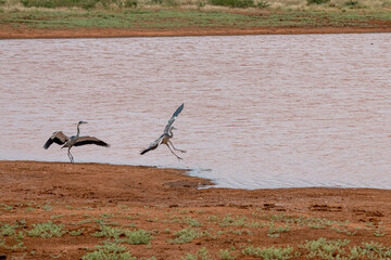 dwie lądujące Czaple Czarnogłowe (Ardea cinerea) przez zbiorniku wodnym, Park Narodowy Tsavo i rezerwat wzgórz Taita, Kenia © Kamil_k2p