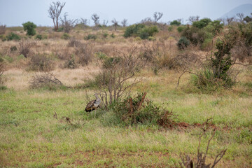 Drop olbrzymi (Ardeotis kori), zwany Kori Bustarad na trawach sawanny. Gatunek bliski zagrożenia wyginięciem. Park Narodowy Tsavo i rezerwat wzgórz Taita, Kenia, Afryka