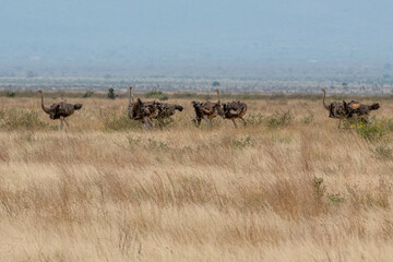 Struś północnoafrykański, struś czerwonoszyi (Struthio camelus) duże stado na sawanne, Park Narodowy Tsavo i rezerwat wzgórz Taita, Kenia, Afryka © Kamil_k2p