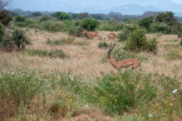 Grant's gazelle (Nanger granti), piękny samiec z ogromnymi rogami spacerujący na sawannie w Park Narodowy Tsavo i rezerwat wzgórz Taita, Kenia © Kamil_k2p
