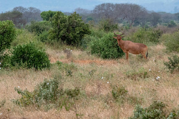 Bawolec krowi (alcelaphus buselaphus), rzadki  rozglądający się po sawannie w Park Narodowy Tsavo East i rezerwat wzgórz Taita, Afryka © Kamil_k2p