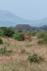 Bawolec krowi (alcelaphus buselaphus), rzadki  rozglądający się po sawannie w Park Narodowy Tsavo East i rezerwat wzgórz Taita, Afryka © Kamil_k2p