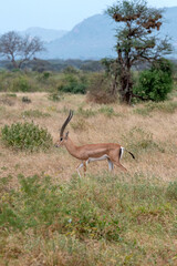 Grant's gazelle (Nanger granti) mała, szybka antylopa z afrykańskiej sawanny, samiec z dużymi rogami wypasający się na sawannie, Park Narodowy Tsavo i rezerwat wzgórz Taita, Kenia © Kamil_k2p
