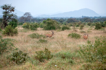 Grant's gazelle (Nanger granti) mała, szybka antylopa z afrykańskiej sawanny, małe stado wypasające się na sawannie, Park Narodowy Tsavo i rezerwat wzgórz Taita, Kenia © Kamil_k2p