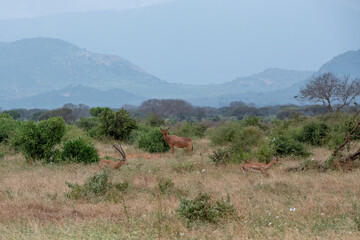 Bawolec krowi (alcelaphus buselaphus), rozglądający się po sawannie i Grant's gazelle (Nanger granti) mała, szybka antylopa w Park Narodowy Tsavo East i rezerwat wzgórz Taita, Afryka - obrazy, fototapety, plakaty