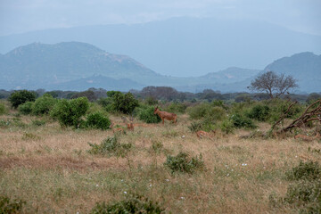 Bawolec krowi (alcelaphus buselaphus), rozglądający się po sawannie i Grant's gazelle (Nanger granti) mała, szybka antylopa w Park Narodowy Tsavo East i rezerwat wzgórz Taita, Afryka © Kamil_k2p