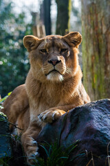 Elegant Lioness Posing in Natural Light
