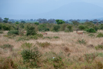 Grant's gazelle (Nanger granti) mała, szybka antylopa z afrykańskiej sawanny, małe stado wypasające się na sawannie, Park Narodowy Tsavo i rezerwat wzgórz Taita, Kenia © Kamil_k2p