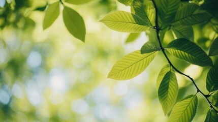 Sunlit Green Leaves Close-up Composition, Nature Photography, Spring Concept, bokeh, foliage Keywords nature, spring