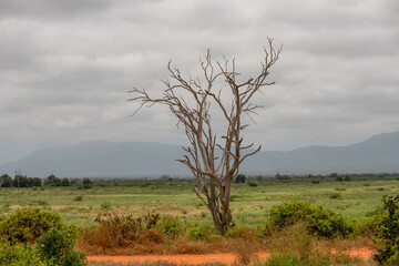 pochmurny dzień, samotne usychające drzewo  rosnące na sawannie, Park Narodowy Tsavo i rezerwat wzgórz Taita, Kenia, Afryka © Kamil_k2p