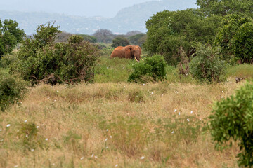 Słoń afrykański (Loxodonta africana), młody samiec z wielkimi kłami pasący się w bujnej roślinności w Park Narodowy Tsavo East i rezerwat wzgórz Taita, Afryka © Kamil_k2p