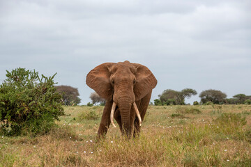  Słoń afrykański (Loxodonta africana), ogromny samiec z wielkimi kłami pasący się na sawannie w Park Narodowy Tsavo East, Kenia, Afryka