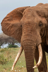  Słoń afrykański (Loxodonta africana), ogromny samiec z wielkimi kłami pasący się na sawannie w Park Narodowy Tsavo East, Kenia, Afryka - obrazy, fototapety, plakaty