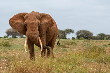  Słoń afrykański (Loxodonta africana), ogromny samiec z wielkimi kłami pasący się na sawannie w Park Narodowy Tsavo East, Kenia, Afryka © Kamil_k2p