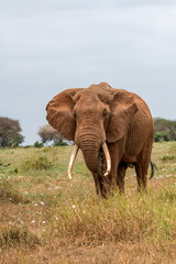  Słoń afrykański (Loxodonta africana), ogromny samiec z wielkimi kłami pasący się na sawannie w Park Narodowy Tsavo East, Kenia, Afryka © Kamil_k2p