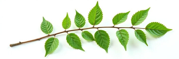 Fototapeta premium Single branch with intricate foliage on white background, stem, leaf, organic