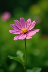 Obraz premium Single flower in focus with surrounding foliage, serene, garden, botany