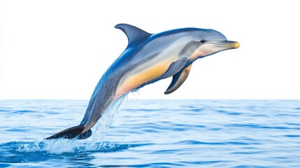 Naklejka premium Dolphin Leaping Dynamic Composition, Aquatic Image, Oceanic Concept, marine mammal, wildlife photography Dolphin, Ocean Life