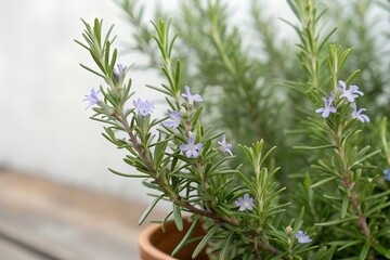 rosemary in a pot