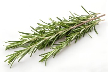 Fototapeta premium rosemary twig isolated on white