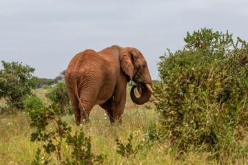  Słoń afrykański (Loxodonta africana), ogromny samiec z wielkimi kłami pasący się na sawannie w Park Narodowy Tsavo East, Kenia, Afryka © Kamil_k2p