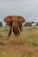  Słoń afrykański (Loxodonta africana), ogromny samiec z wielkimi kłami pasący się na sawannie w Park Narodowy Tsavo East, Kenia, Afryka