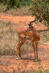  Impala - Aepyceros melampus, mała, szybka antylopa z afrykańskiej sawanny, Samiec z pięknym porożem, Park Narodowy Tsavo i rezerwat wzgórz Taita, Kenia, Afryka © Kamil_k2p