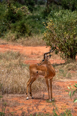  Impala - Aepyceros melampus, mała, szybka antylopa z afrykańskiej sawanny, Samiec z pięknym porożem, Park Narodowy Tsavo i rezerwat wzgórz Taita, Kenia, Afryka © Kamil_k2p