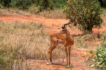 Impala - Aepyceros melampus, mała, szybka antylopa z afrykańskiej sawanny, Samiec z pięknym porożem, Park Narodowy Tsavo i rezerwat wzgórz Taita, Kenia, Afryka