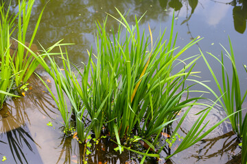Leaves of Acorus calamus, also known as Sweet Flag, growing in water