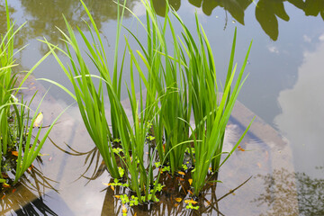 Leaves of Acorus calamus, also known as Sweet Flag, growing in water