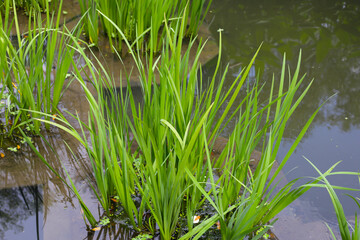 Leaves of Acorus calamus, also known as Sweet Flag, growing in water